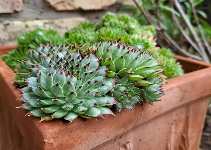 Sol Invictus Vendeghaz בית נופש